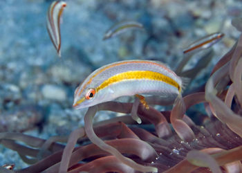 Close-up of fish swimming in sea