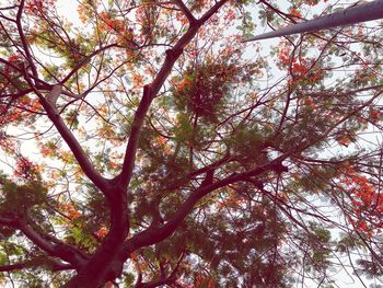 Low angle view of tree against sky