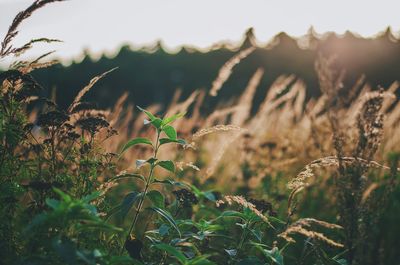 Close-up of plants growing on field