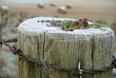 Close-up of rope tied to wooden post with frost