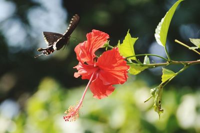 Close-up of butterfly pollinating on flower