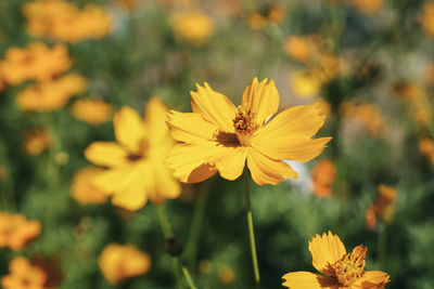 Close-up of insect on yellow flowering plant