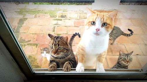 Portrait of cat sitting on window sill