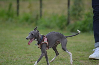 Dog on field