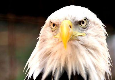 Close-up of eagle