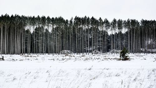 Trees on field