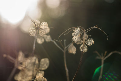 Close-up of flowers