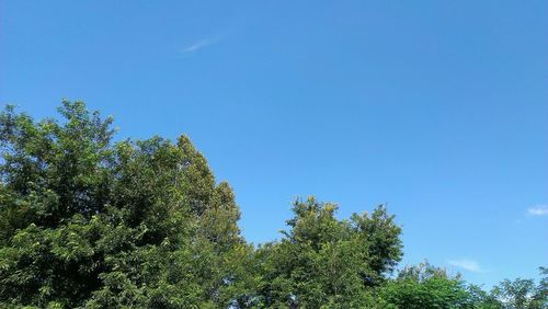 Low angle view of trees against blue sky