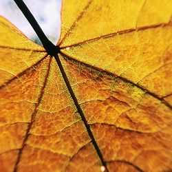 Close-up of leaf