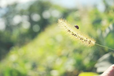 Close-up of insect on plant