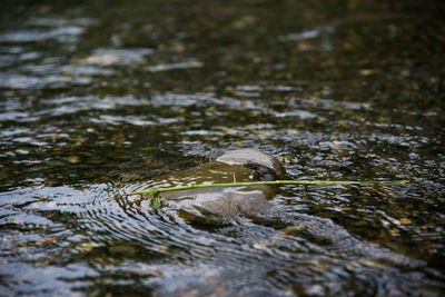 View of frog swimming in river 