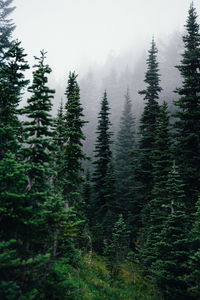 Trees growing at forest in foggy weather