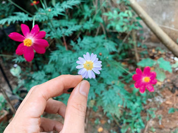 Close-up of hand holding flowering plant