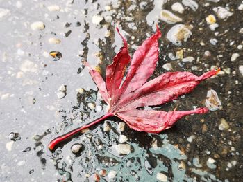 High angle view of maple leaves on water during autumn