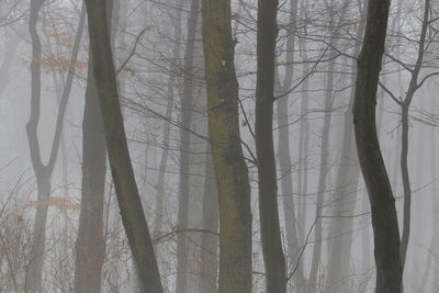 Bare trees in forest