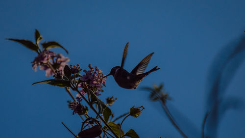 Low angle view of flowers against blue sky