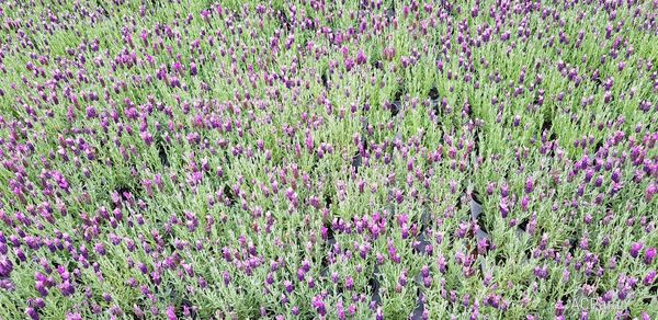 Full frame shot of flowering plants on field