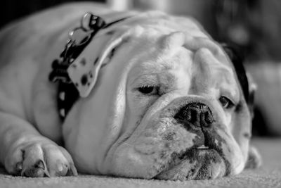 Close-up portrait of english bulldog