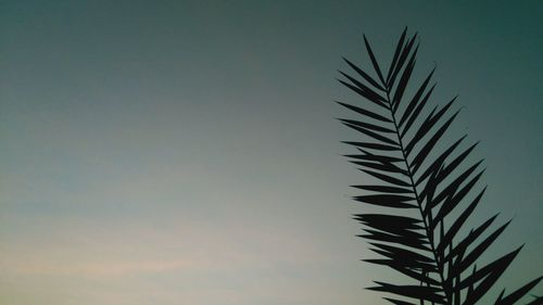 Low angle view of silhouette tree against clear sky