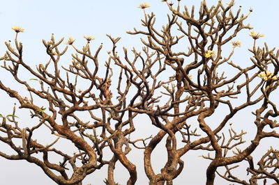 Low angle view of flower tree against sky