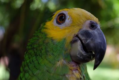 Close-up of parrot