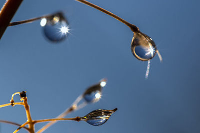 Low angle view of bird on twig against clear blue sky