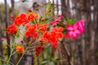 Close-up of red flowers blooming outdoors