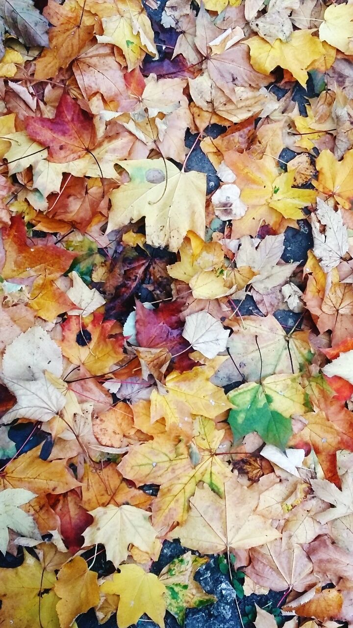 FULL FRAME SHOT OF DRY LEAVES FALLEN ON YELLOW AUTUMN