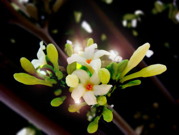 Close-up of flowers in bloom