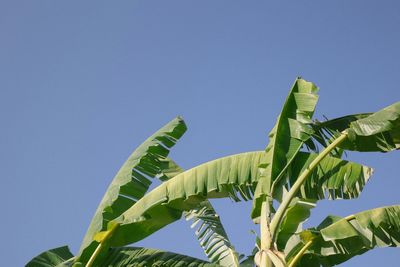 Low angle view of leaves against clear blue sky