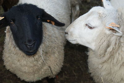 Close-up portrait of white goat on field