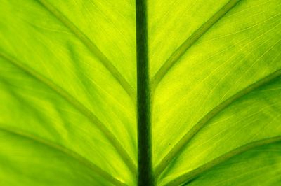 Full frame shot of palm leaves