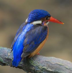 Close-up of blue bird perching on wood