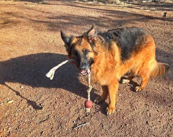 Portrait of german shepherd carrying rope in mouth