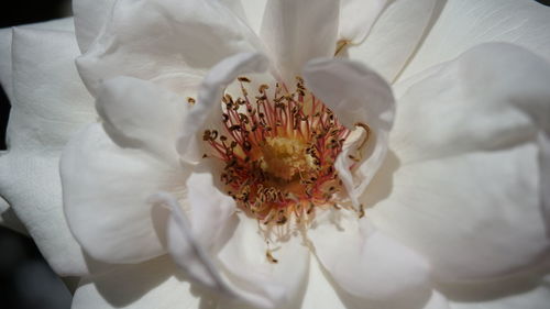 Close-up of white rose flower