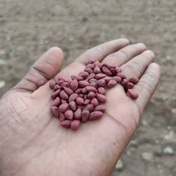 High angle view of hand holding berries