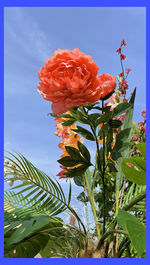 Close-up of rose plant against sky