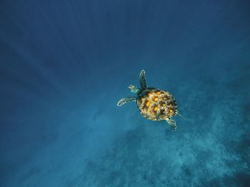 Jellyfish swimming in sea