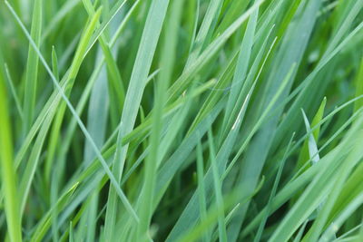 Dense grass in the foreground