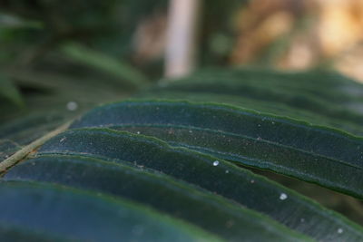Close-up of raindrops on leaves