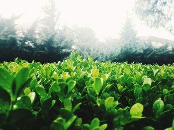 Close-up of fresh green plants on field