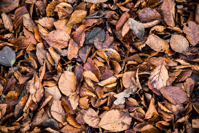 Full frame shot of dry autumn leaves