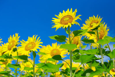 Low angle view of sunflowers