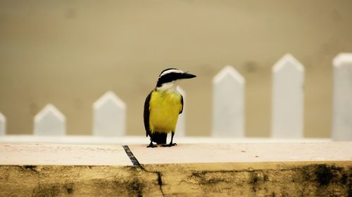 Bird perching on wood