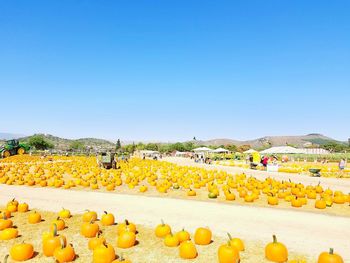 High angle view of pumpkins on field against clear blue sky