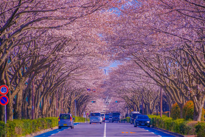 Trees in park