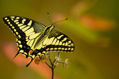 Close-up of butterfly pollinating on flower