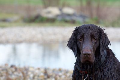 Portrait of wet dog 