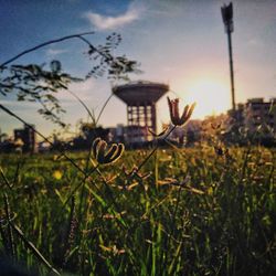 Close-up of plants on field against sky