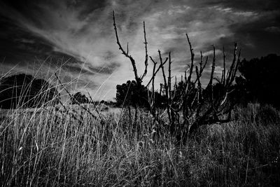 Plants on landscape against sky